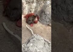 Punch receives hugs from older monkey