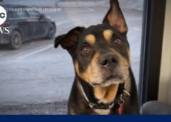 America Strong: the dog that nobody wanted finds a home!