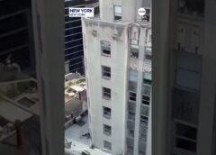Cat explores skyscraper windowsill in Manhattan