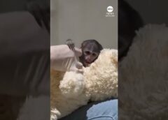 Baby monkey cuddles teddy after being rejected by mother