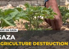 Gaza agriculture devastated: War expands and farmland falls under Israeli control